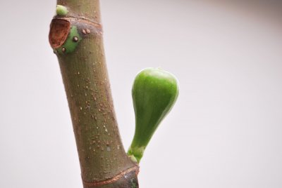 Ficus carica 'Brown Turkey' - fíkovník smokvoň - větev a plod